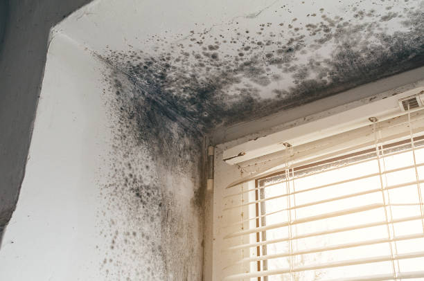 Affordable Mold Cleanup solutions in Coatesville, PA